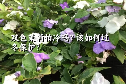 双色茉莉怕冷吗？该如何过冬保护？