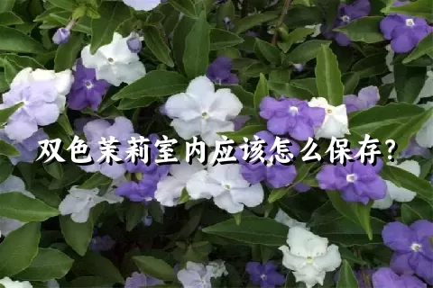 双色茉莉室内应该怎么保存？