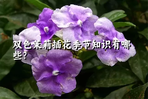 双色茉莉插花季节知识有哪些？