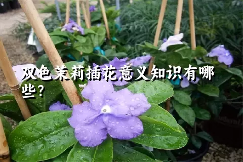 双色茉莉插花意义知识有哪些？