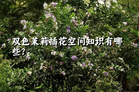 双色茉莉插花空间知识有哪些？