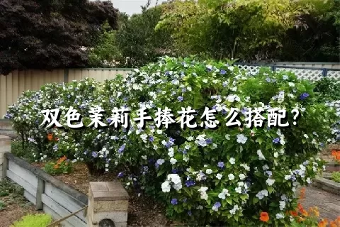 双色茉莉手捧花怎么搭配？