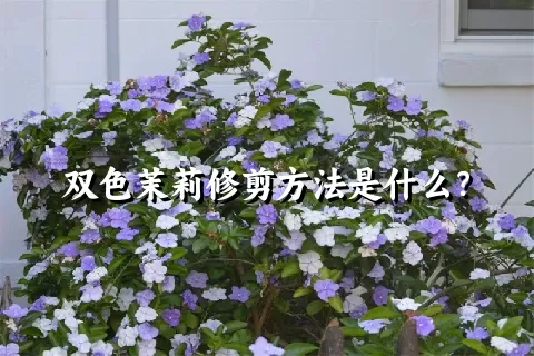 双色茉莉修剪方法是什么？