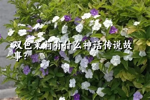 双色茉莉有什么神话传说故事？