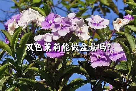 双色茉莉能做盆景吗？