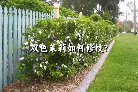 双色茉莉如何修枝？