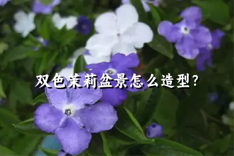 双色茉莉盆景怎么造型？