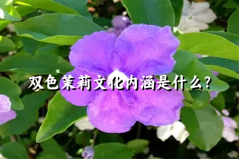 双色茉莉文化内涵是什么？