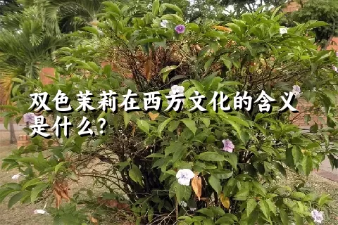 双色茉莉在西方文化的含义是什么？