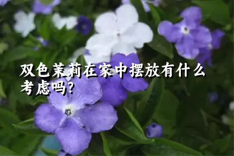 双色茉莉在家中摆放有什么考虑吗？