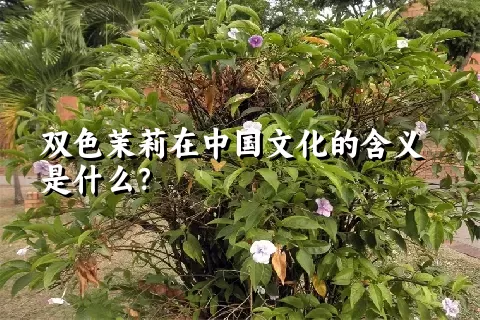 双色茉莉在中国文化的含义是什么？