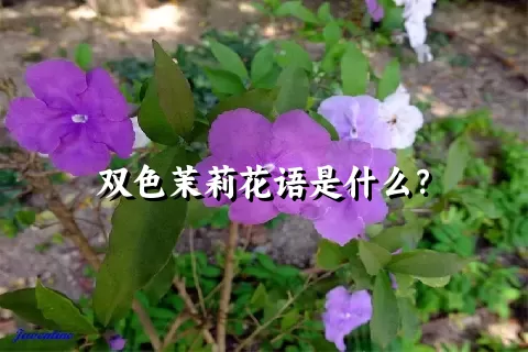 双色茉莉花语是什么？