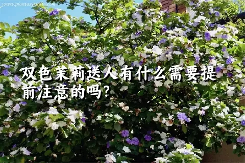 双色茉莉送人有什么需要提前注意的吗？