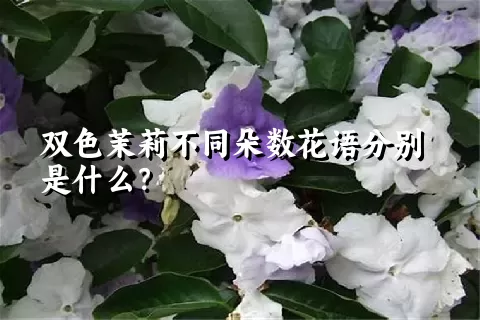 双色茉莉不同朵数花语分别是什么？