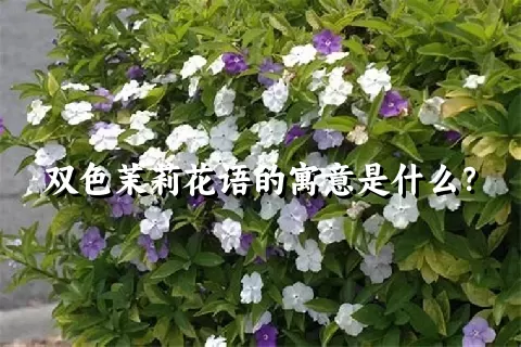 双色茉莉花语的寓意是什么？