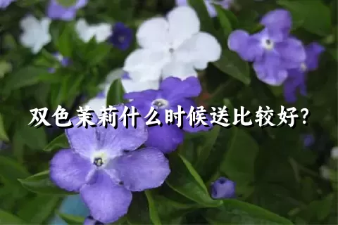 双色茉莉什么时候送比较好？