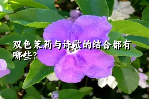 双色茉莉与诗歌的结合都有哪些？