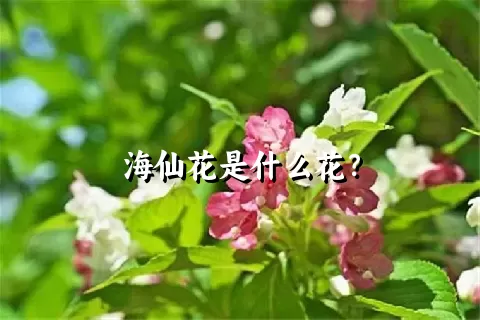 海仙花是什么花？