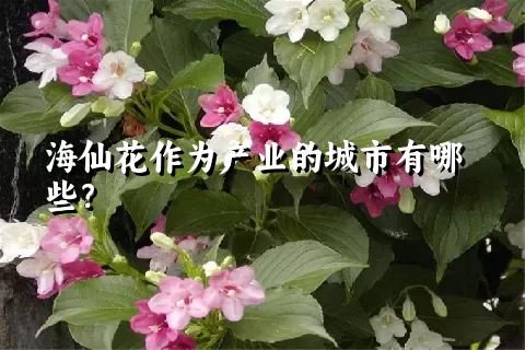 海仙花作为产业的城市有哪些？