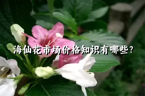 海仙花市场价格知识有哪些？