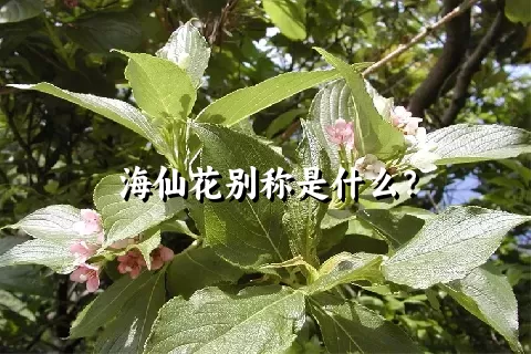 海仙花别称是什么？