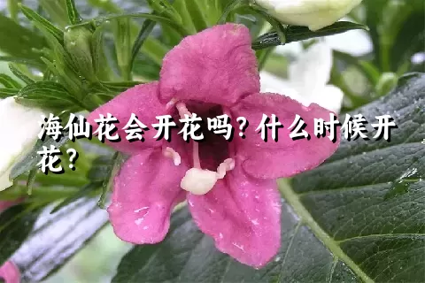 海仙花会开花吗？什么时候开花？