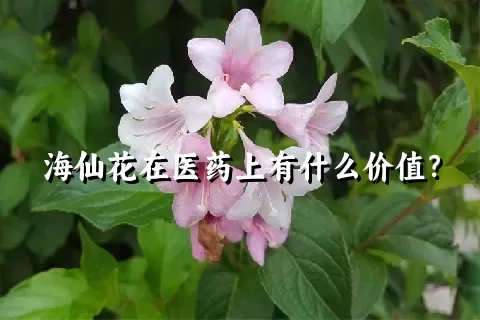 海仙花在医药上有什么价值？