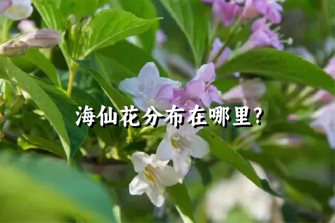 海仙花分布在哪里?