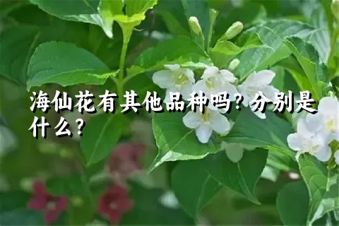 海仙花有其他品种吗？分别是什么？