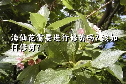 海仙花需要进行修剪吗？该如何修剪？