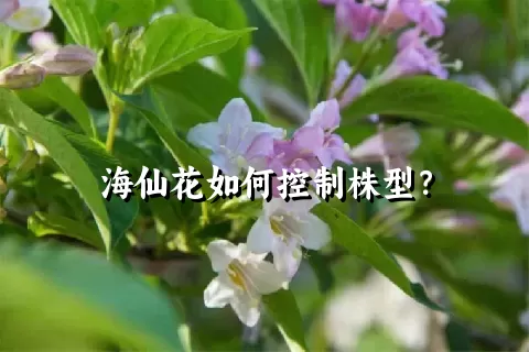 海仙花如何控制株型？