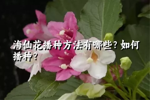 海仙花播种方法有哪些？如何播种？