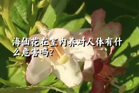 海仙花在室内养对人体有什么危害吗？