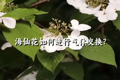 海仙花如何进行气体交换？