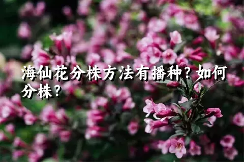 海仙花分株方法有播种？如何分株？