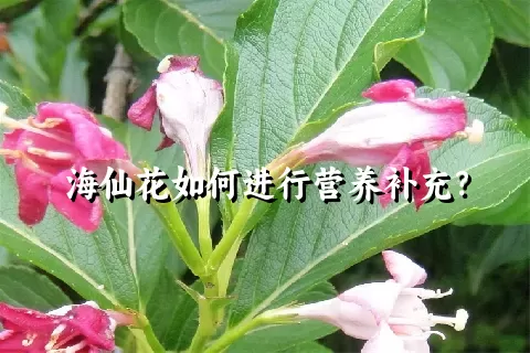 海仙花如何进行营养补充？