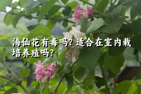 海仙花有毒吗？适合在室内栽培养殖吗？