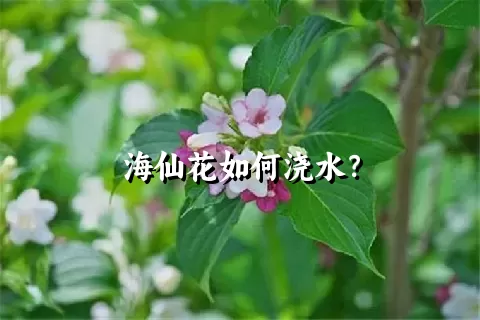 海仙花如何浇水？