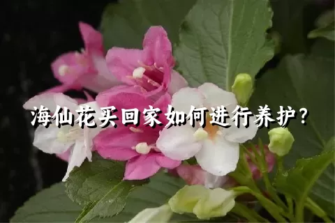 海仙花买回家如何进行养护？