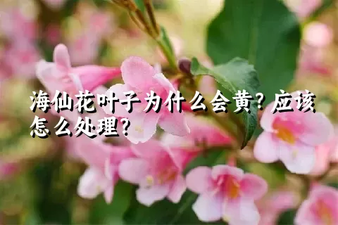 海仙花叶子为什么会黄？应该怎么处理？