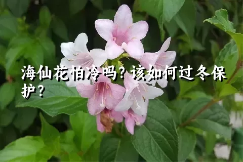 海仙花怕冷吗？该如何过冬保护？