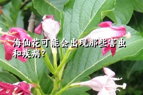 海仙花可能会出现那些害虫和疾病？