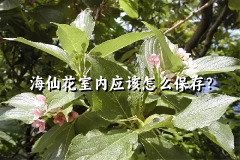 海仙花室内应该怎么保存？