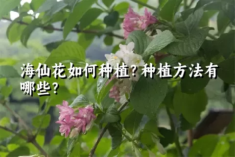 海仙花如何种植？种植方法有哪些？