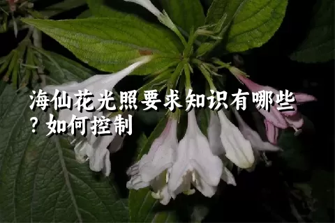 海仙花光照要求知识有哪些？如何控制