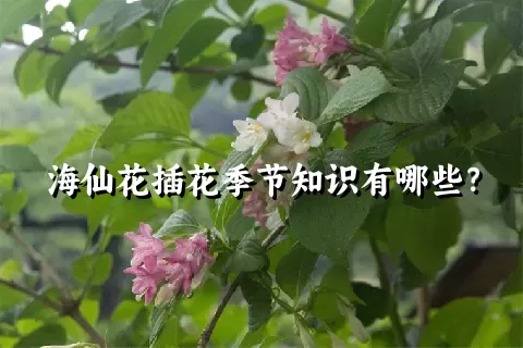 海仙花插花季节知识有哪些？