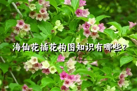 海仙花插花构图知识有哪些？