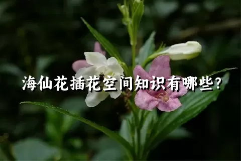 海仙花插花空间知识有哪些？