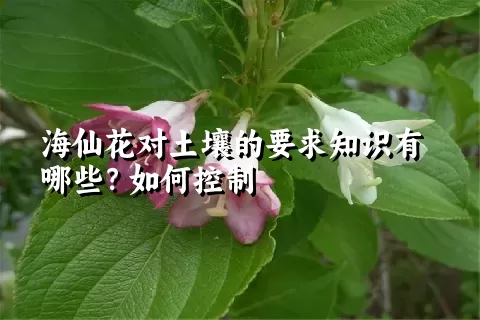 海仙花对土壤的要求知识有哪些？如何控制