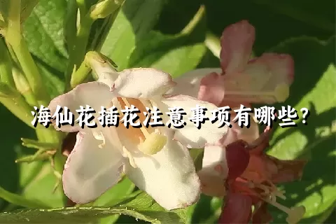 海仙花插花注意事项有哪些？